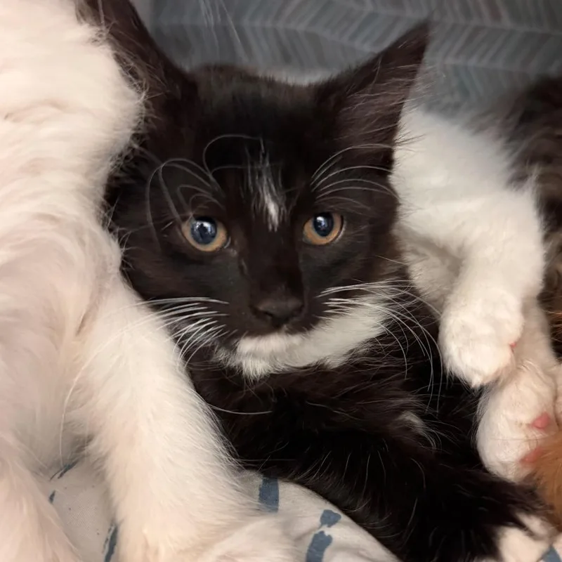 A baby small-sized male Black Domestic Medium Hair cat named Bettafish for adoption in Lynchburg, VA
