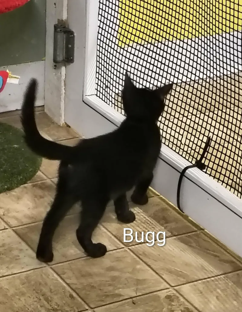 A young medium-sized female Domestic Short Hair cat named Bugg for adoption in Stover, MO
