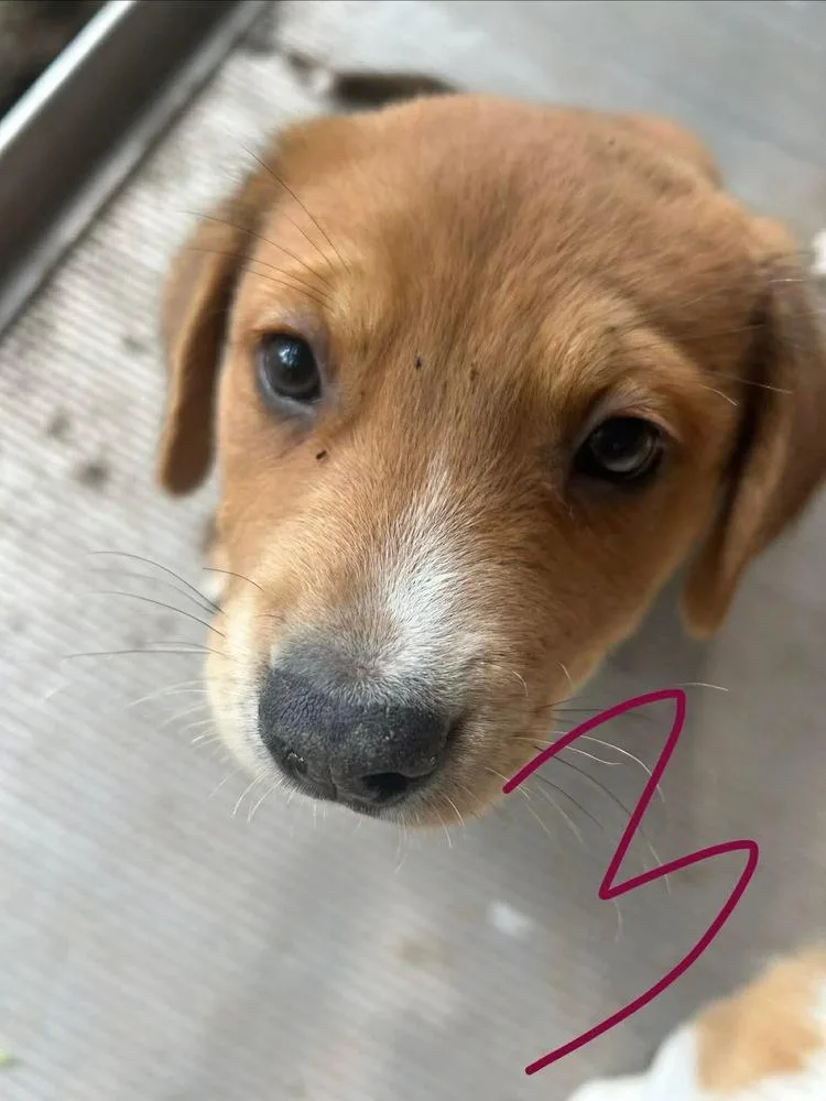 A baby medium-sized male Corgi dog named Ranger for adoption in Richardson, TX