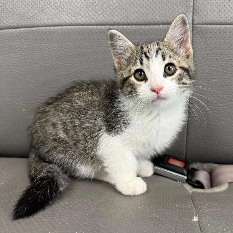 A baby small-sized male White Domestic Short Hair cat named Amos for adoption in Archbold , OH