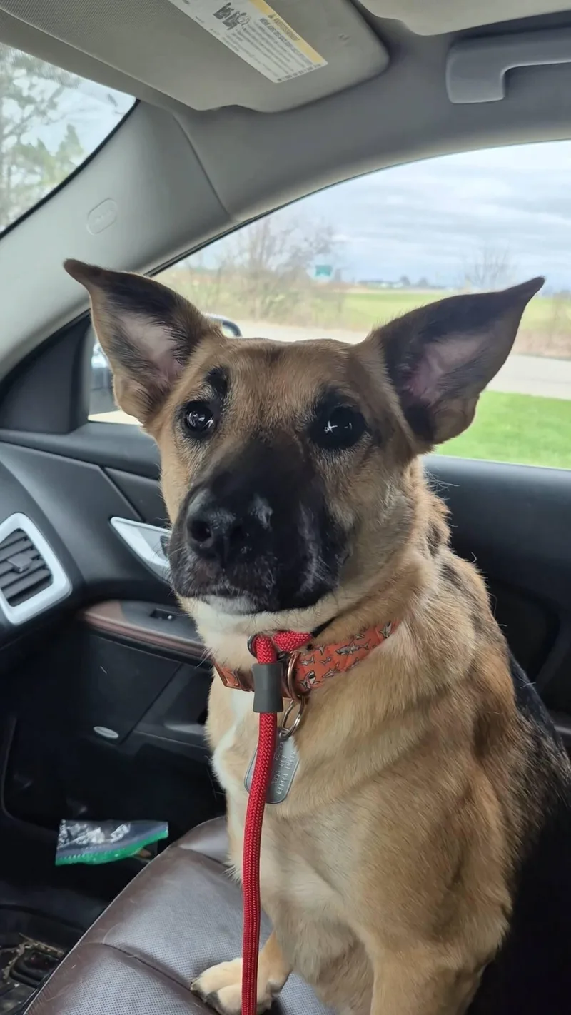 Remington Special Needs thumbnail 4