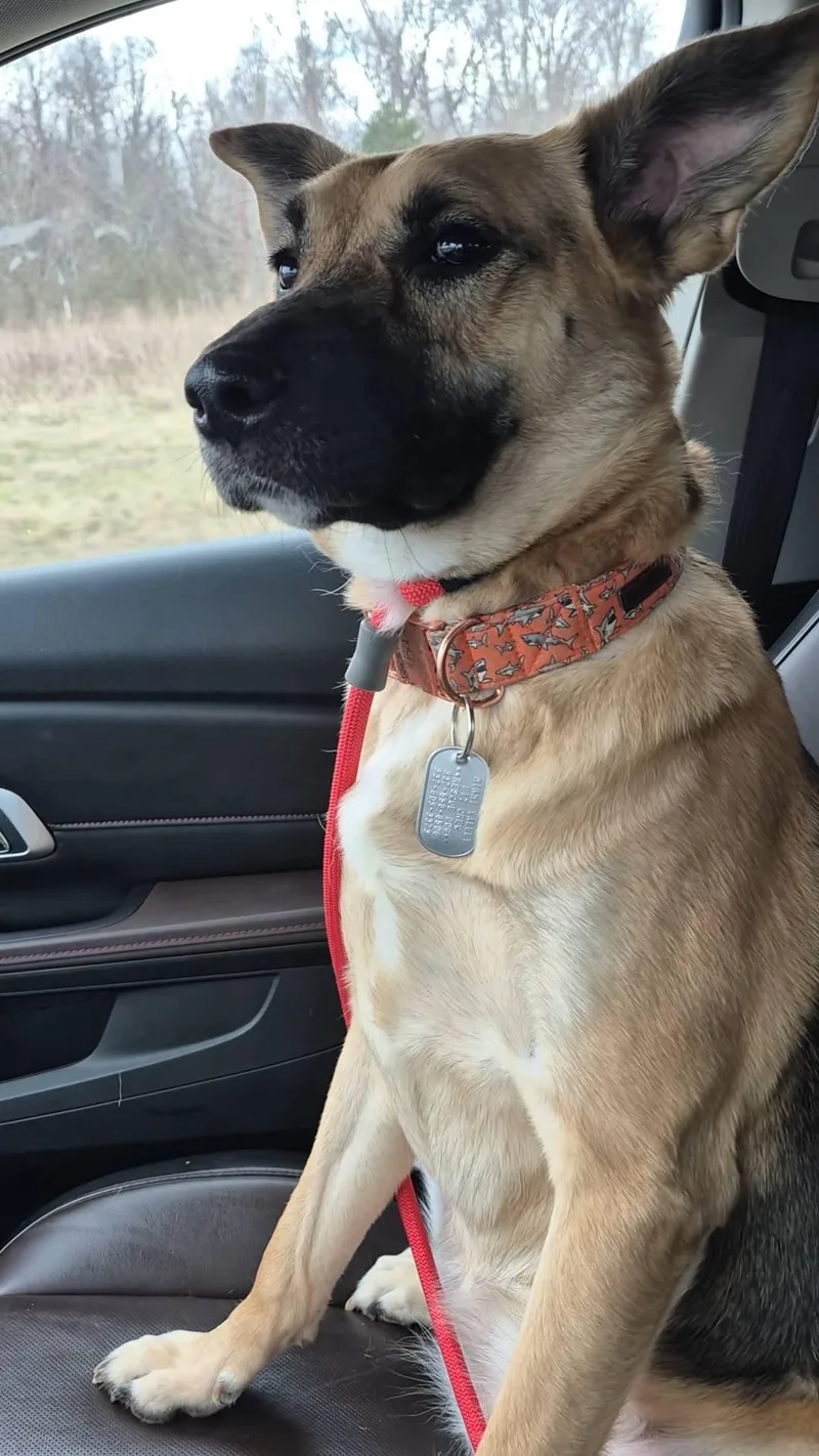 Remington Special Needs thumbnail 5