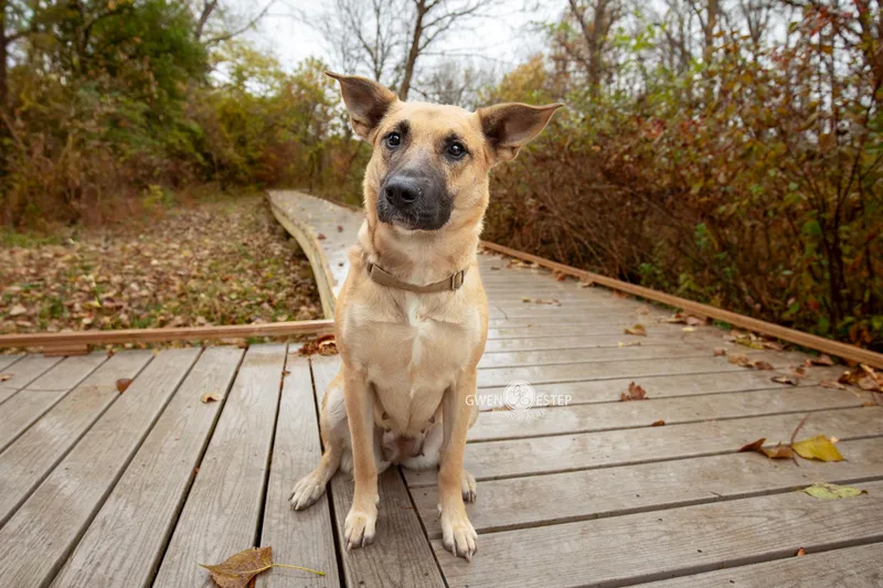 Remington Special Needs