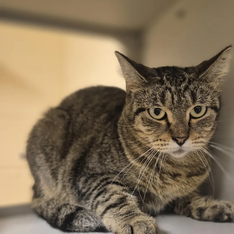An adult medium-sized female Domestic Short Hair cat named Sheila for adoption in Schertz, TX