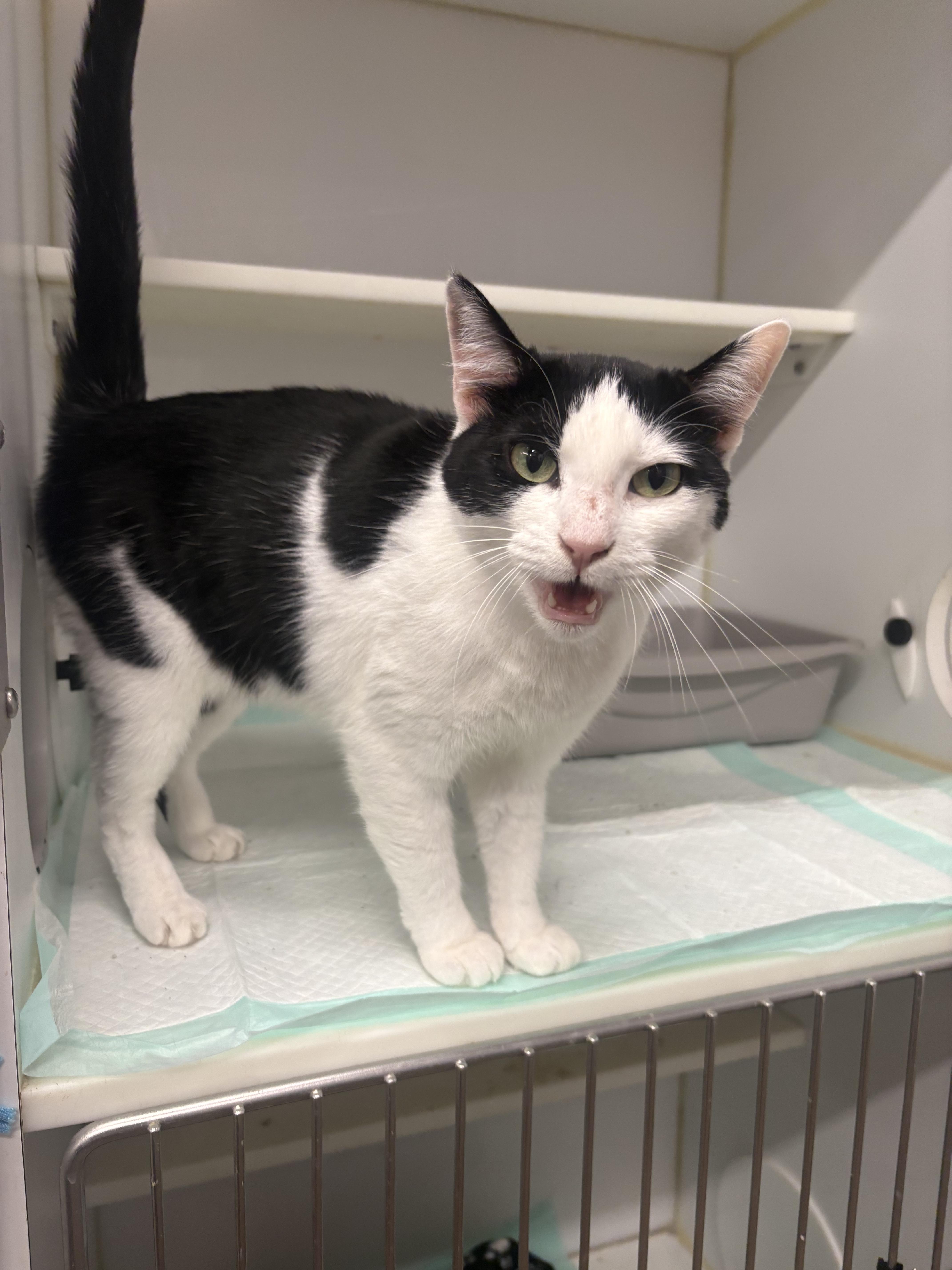 An adult large-sized female Black & White / Tuxedo Tuxedo cat named Missy for adoption in Orange, CA