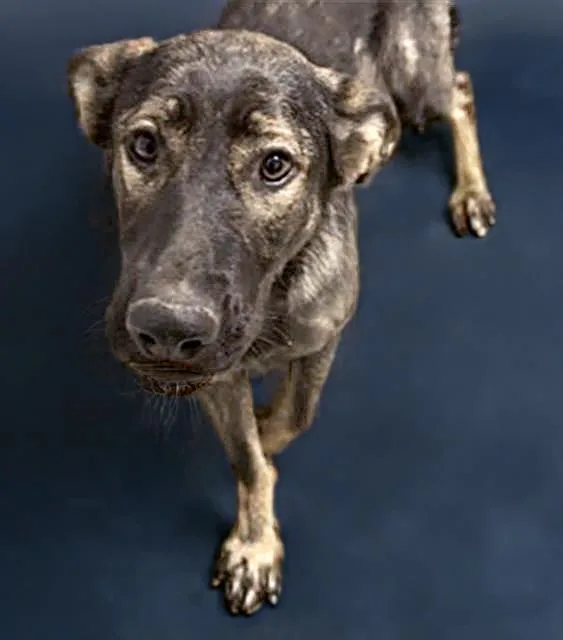 Rosey URGENT
