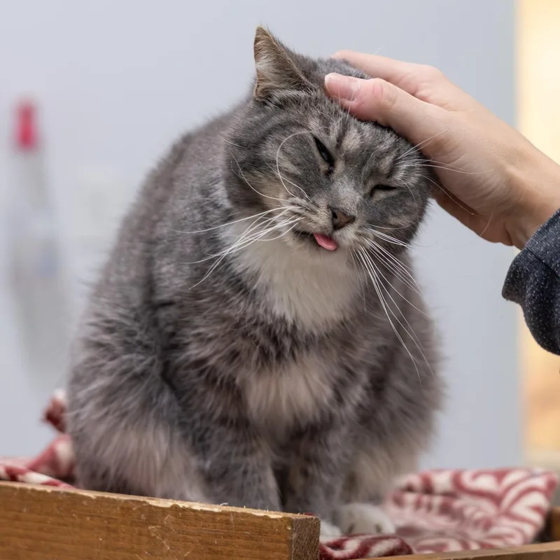 Patricia thumbnail 4