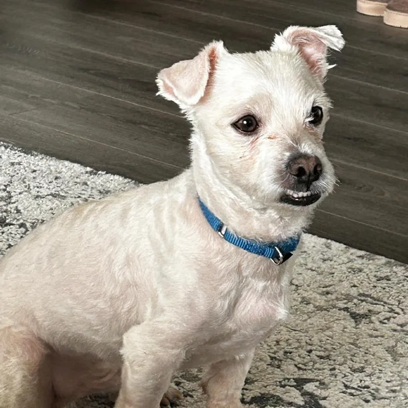 Pip