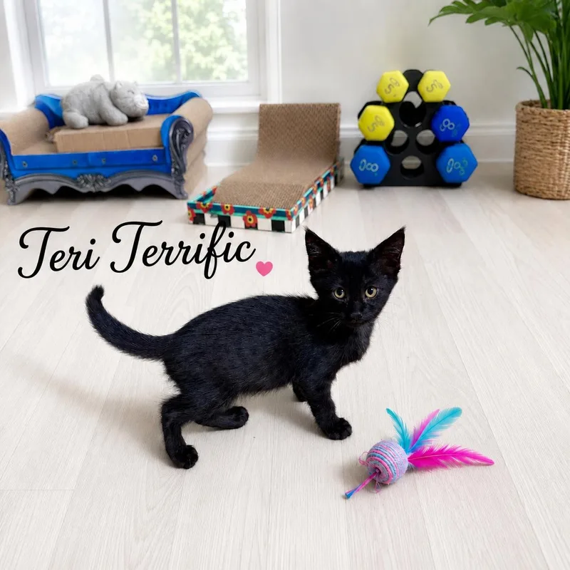 Teri Terrific
