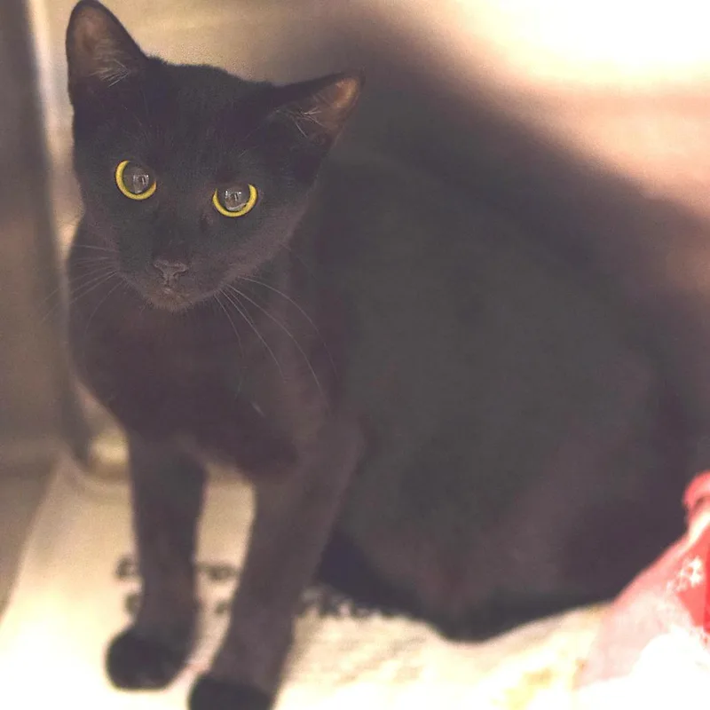 An adult medium-sized female Black Domestic Short Hair cat named Lucy for adoption in Belleville, IL