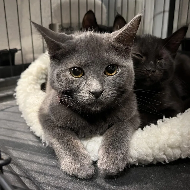A baby medium-sized female Gray / Blue / Silver Russian Blue cat named Penrose for adoption in Overland Park, KS