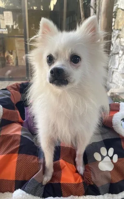 A senior small-sized male Pomeranian dog named Chan for adoption in Fort Worth, TX