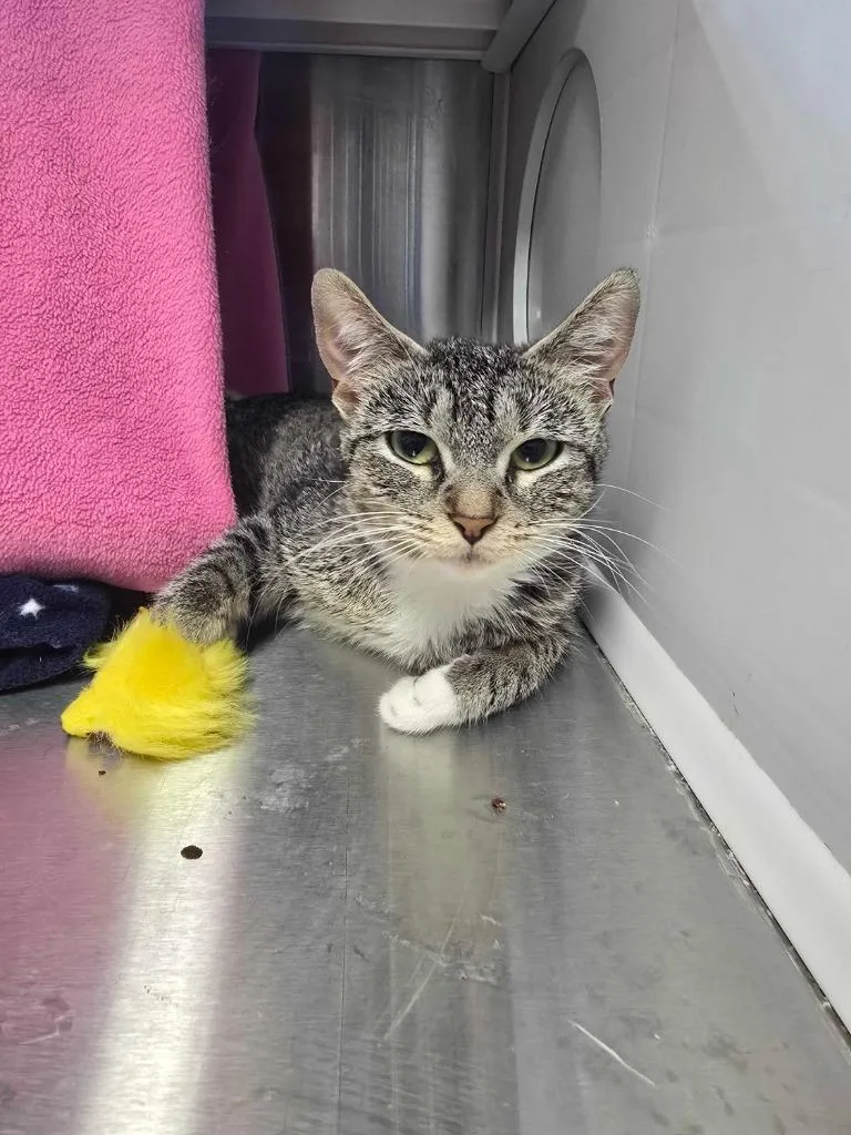 Candy Apple thumbnail 2