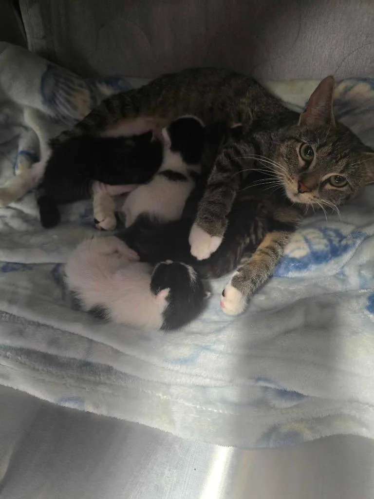 Candy Apple thumbnail 3