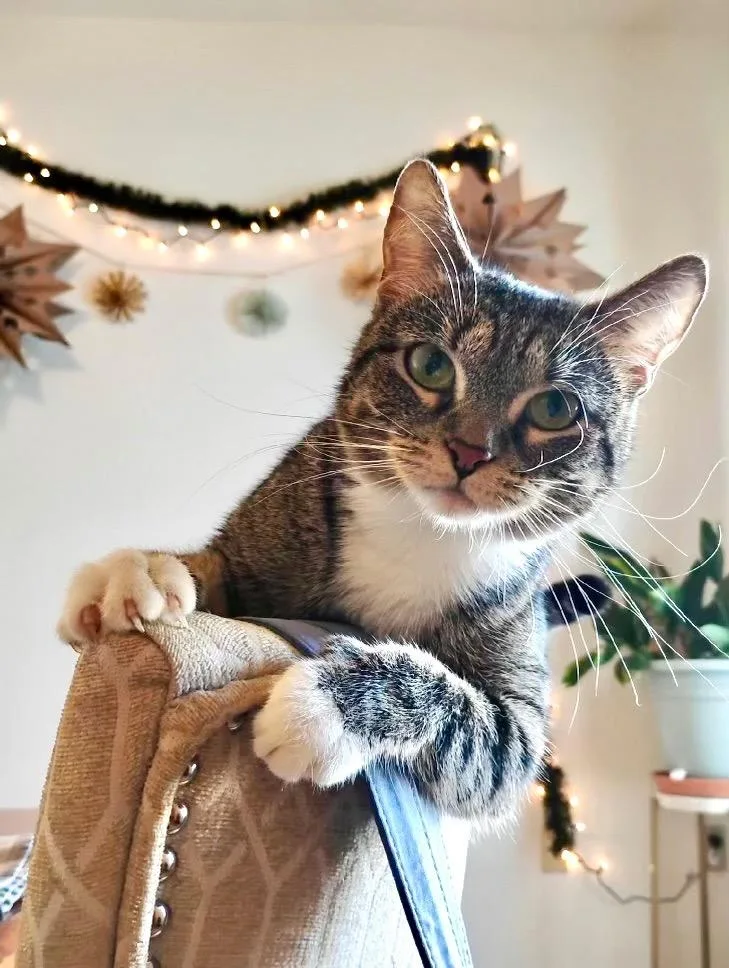 Candy Apple thumbnail 4