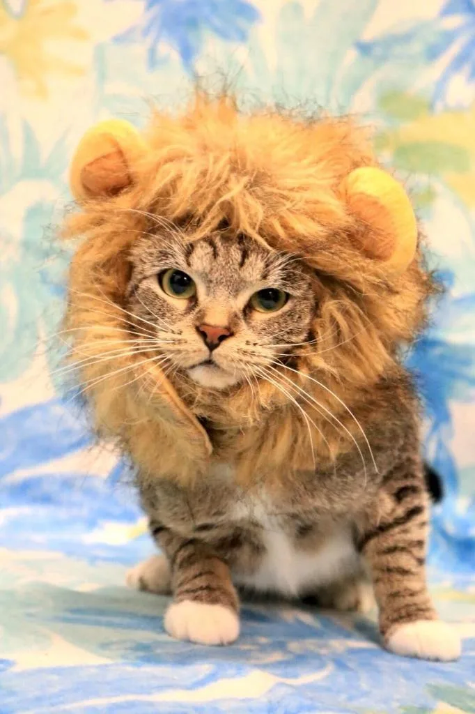 Candy Apple thumbnail 6