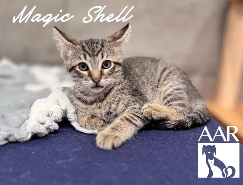 A baby small-sized male Domestic Short Hair cat named Magic Shell for adoption in Magnolia, TX