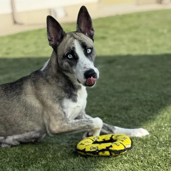 An adult medium-sized female Siberian Husky dog named Hensley for adoption in Canton, GA