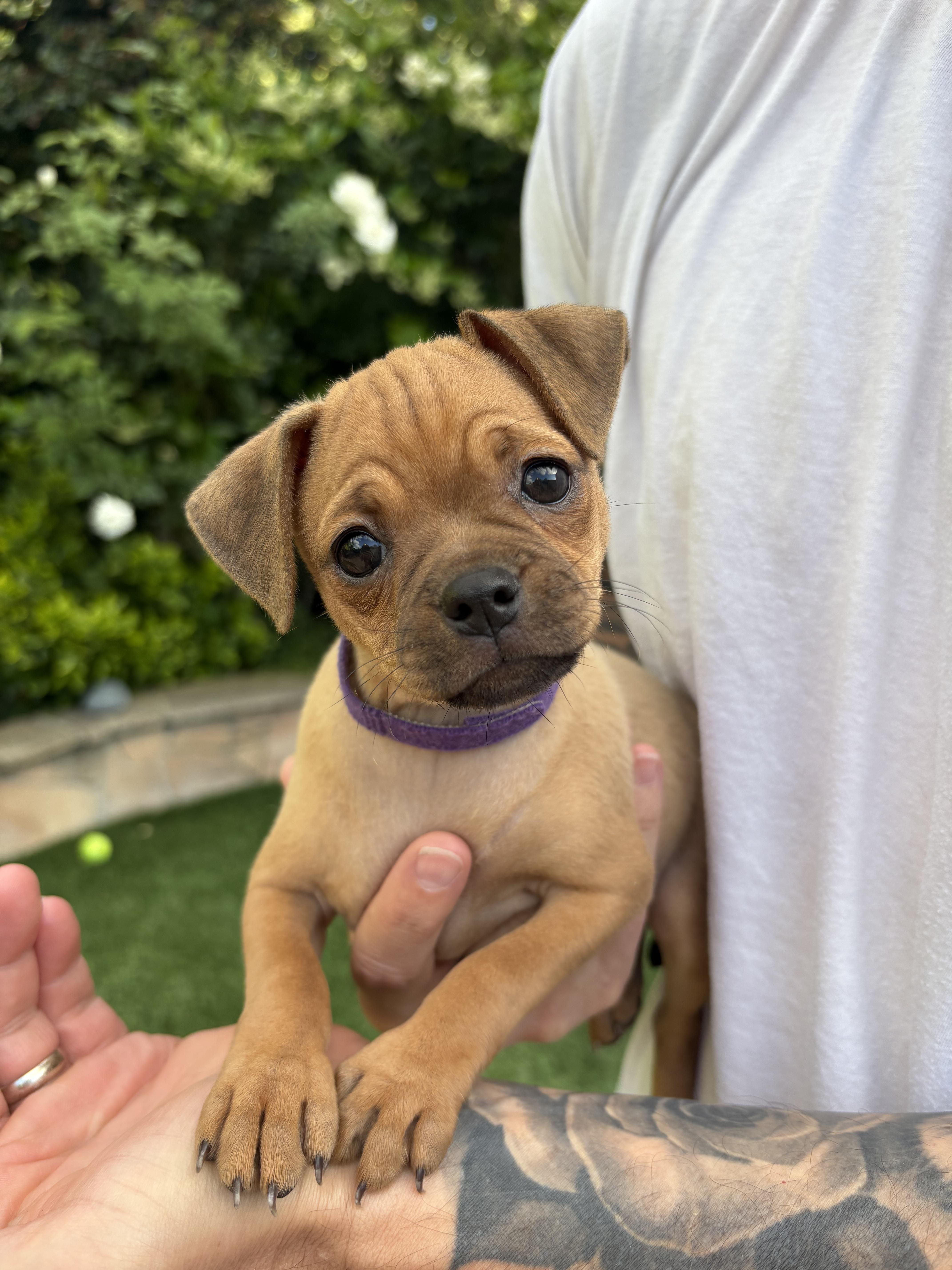A baby small-sized female Pug dog named Pauline for adoption in Burbank, CA