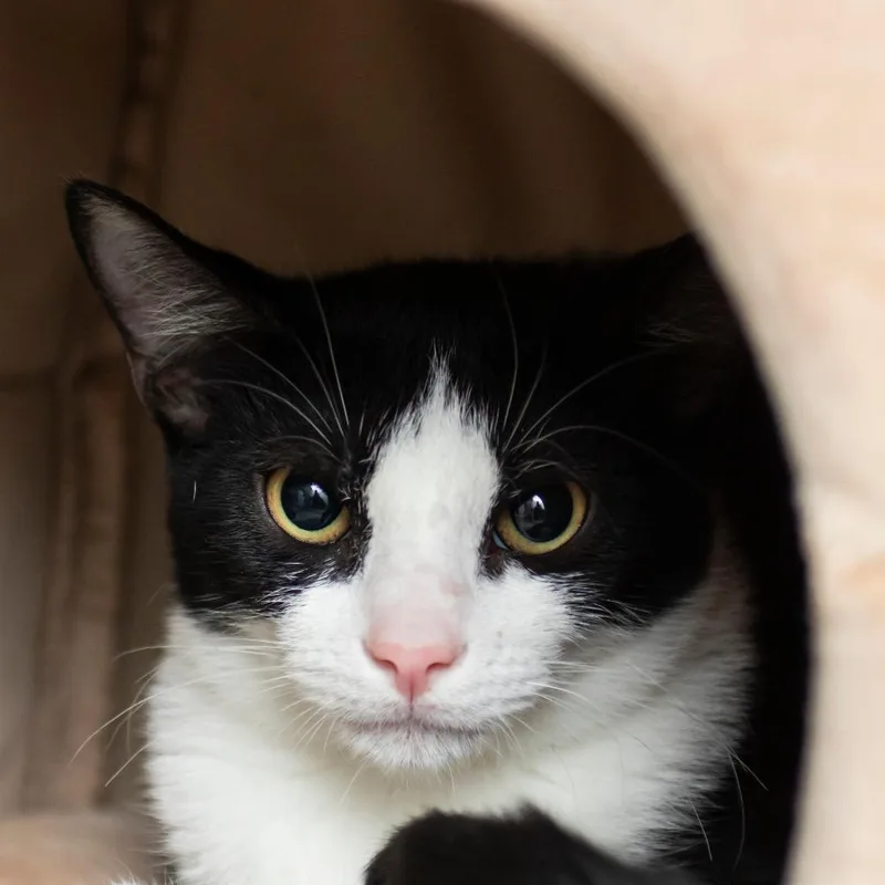 A baby medium-sized male Black Domestic Short Hair cat named Wimbley for adoption in Middletown, RI