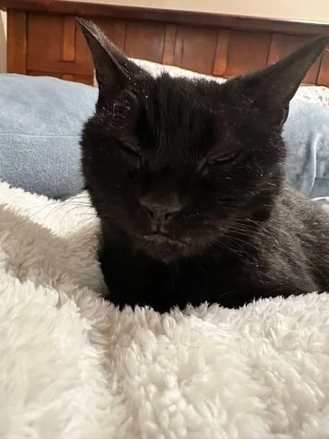 A senior small-sized female Black Domestic Short Hair cat named Turtle for adoption in East Lansing, MI