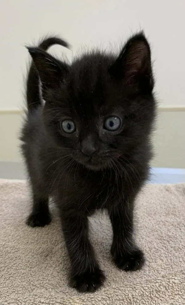 A baby small-sized female Domestic Short Hair cat named Talia for adoption in Santa Rosa, CA