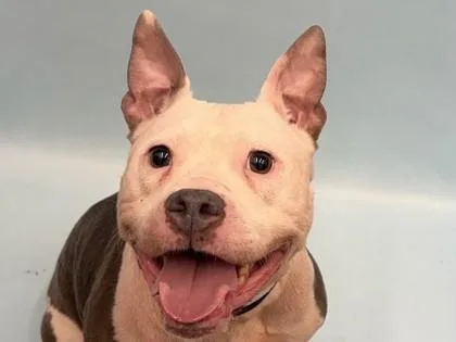 An adult large-sized female Pit Bull Terrier dog named Diamond for adoption in Golden Valley, MN