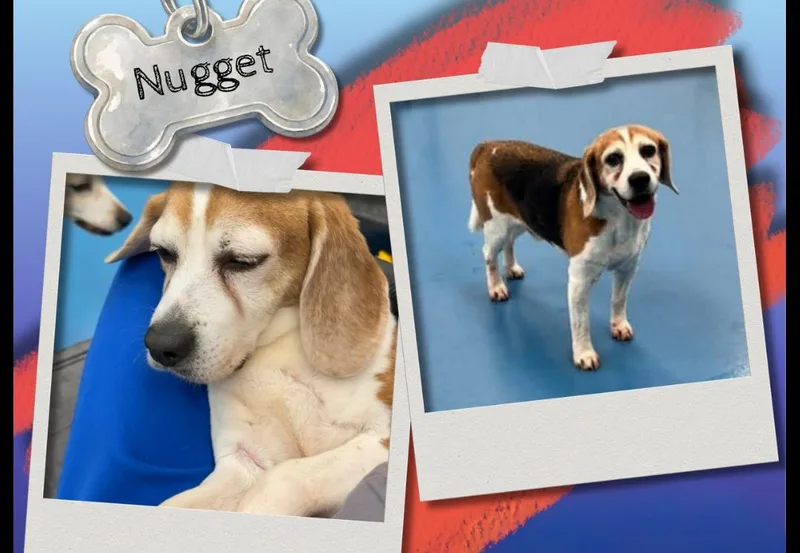 A senior medium-sized male Tricolor (Brown, Black, & White) Beagle dog named Nugget for adoption in Bothell, WA