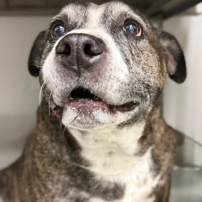 A senior large-sized female Brown / Chocolate Mixed Breed dog named Bella for adoption in Abilene, TX