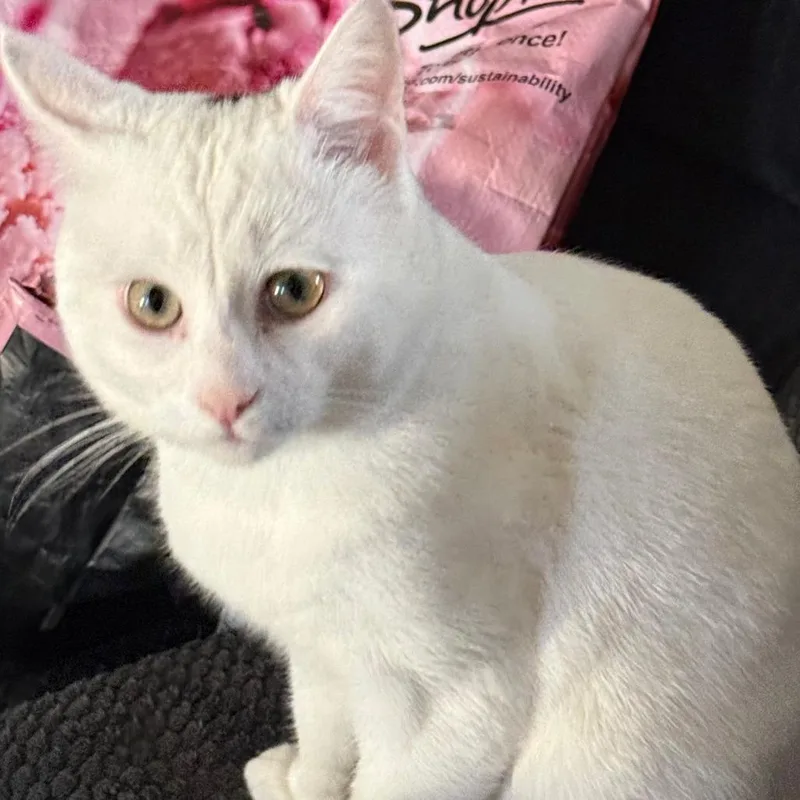 A young small-sized male Brown / Chocolate Domestic Short Hair cat named Tj for adoption in Philadelphia, PA