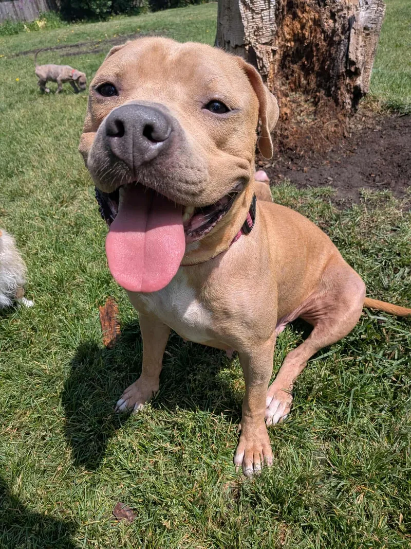 An adult large-sized female Yellow / Tan / Blond / Fawn Mixed Breed dog named Kate for adoption in Kenosha, WI