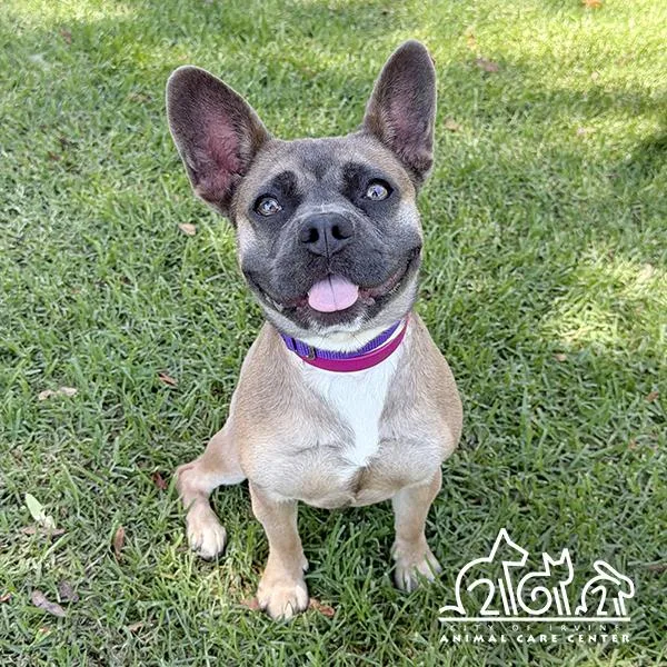 A young small-sized female French Bulldog dog named Daisy for adoption in Irvine, CA