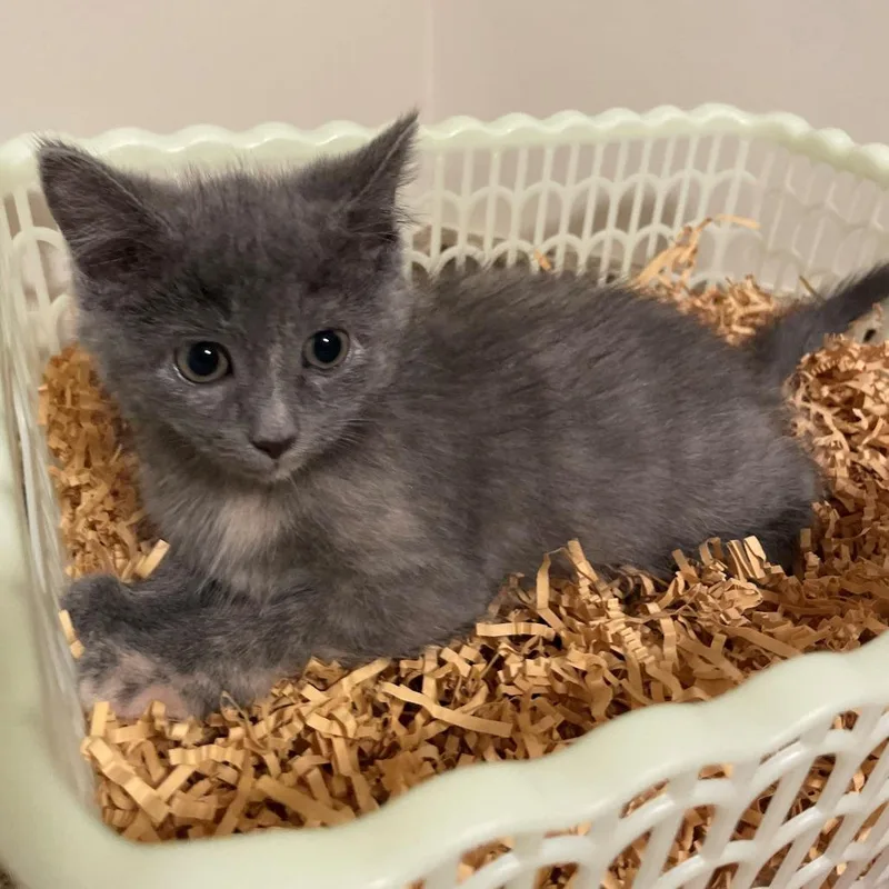 A baby small-sized female Gray / Blue / Silver Domestic Short Hair cat named Whiskey for adoption in Pittsburgh, PA