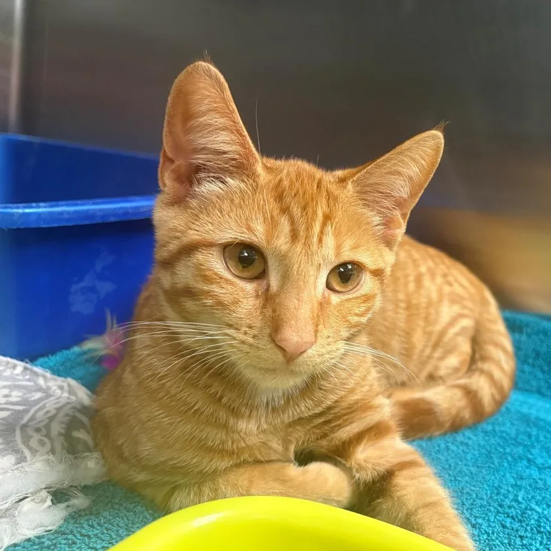 A baby small-sized female Orange / Red Domestic Short Hair cat named Cheeseball for adoption in East Hanover, NJ