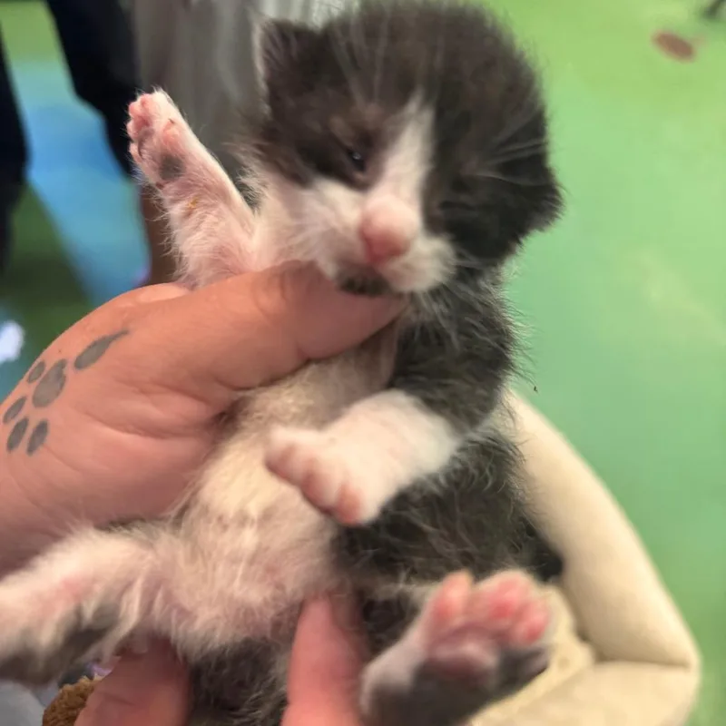 A baby small-sized female Black Domestic Short Hair cat named Edith for adoption in South Haven, MI