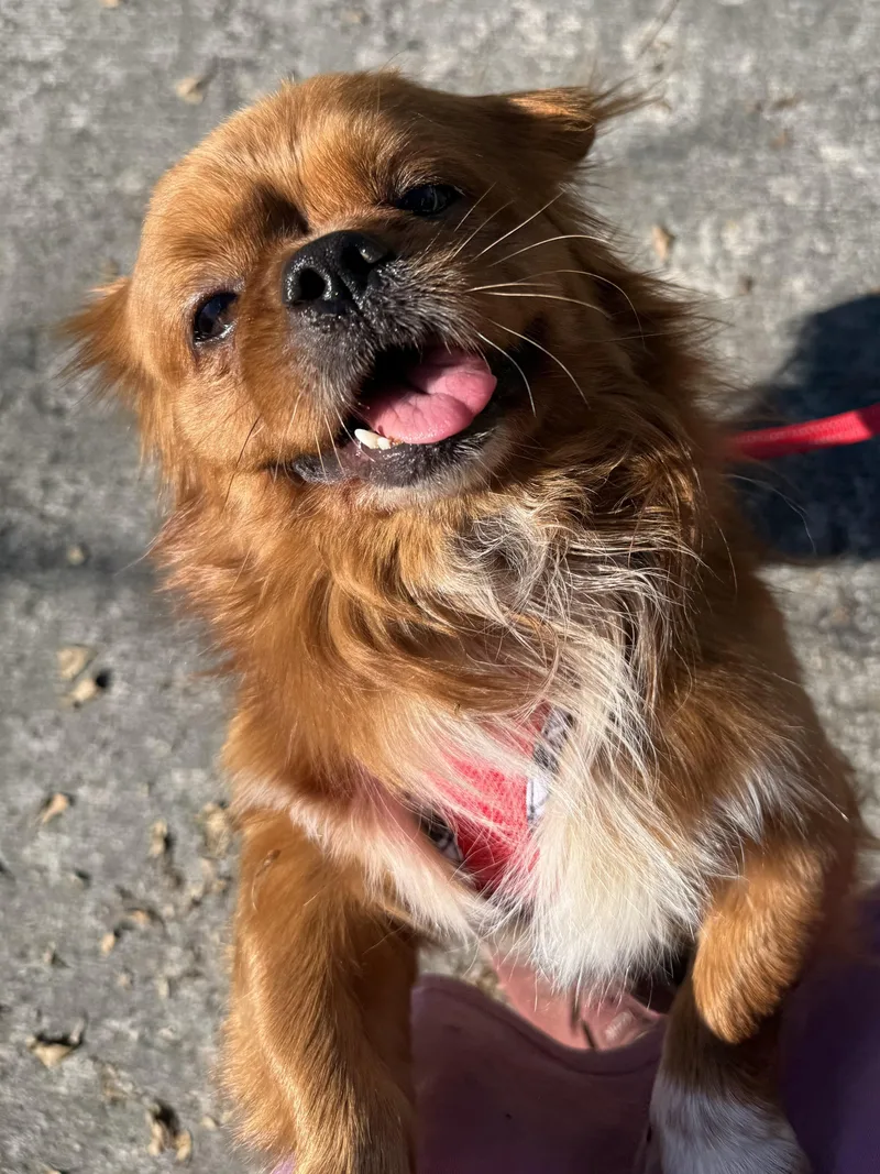 An adult small-sized male Pekingese dog named Ricky for adoption in Cape Coral, FL