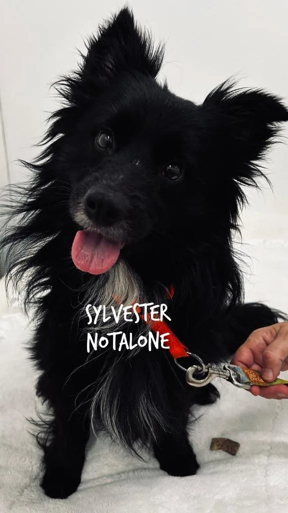 Sylvester Notalone