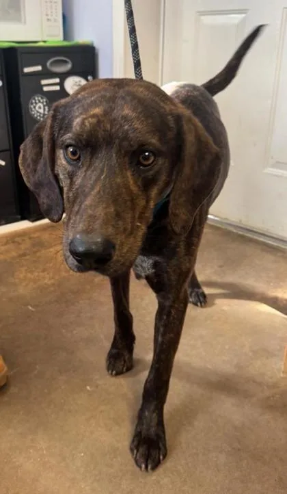 Hickory Nut thumbnail 2