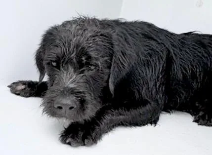 A young large-sized male Labrador Retriever dog named A for adoption in Houston, TX