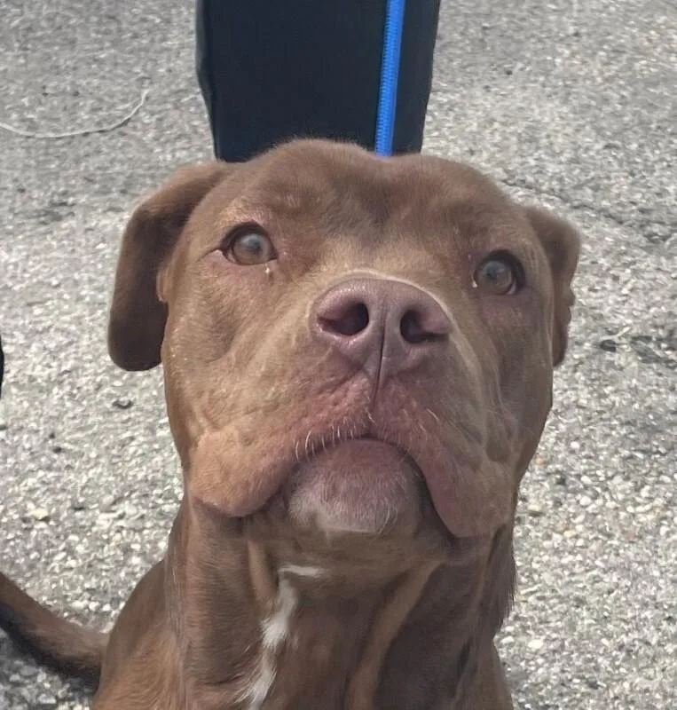 An adult medium-sized female Red / Chestnut / Orange Mixed Breed dog named Carrot for adoption in Cincinnati, OH