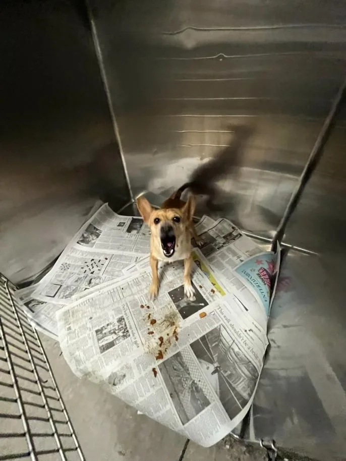 An adult small-sized male Chihuahua dog named Berrugas for adoption in Van Nuys, CA