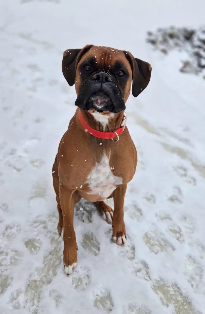 An adult large-sized male Boxer dog named Rex for adoption in West Richland, WA