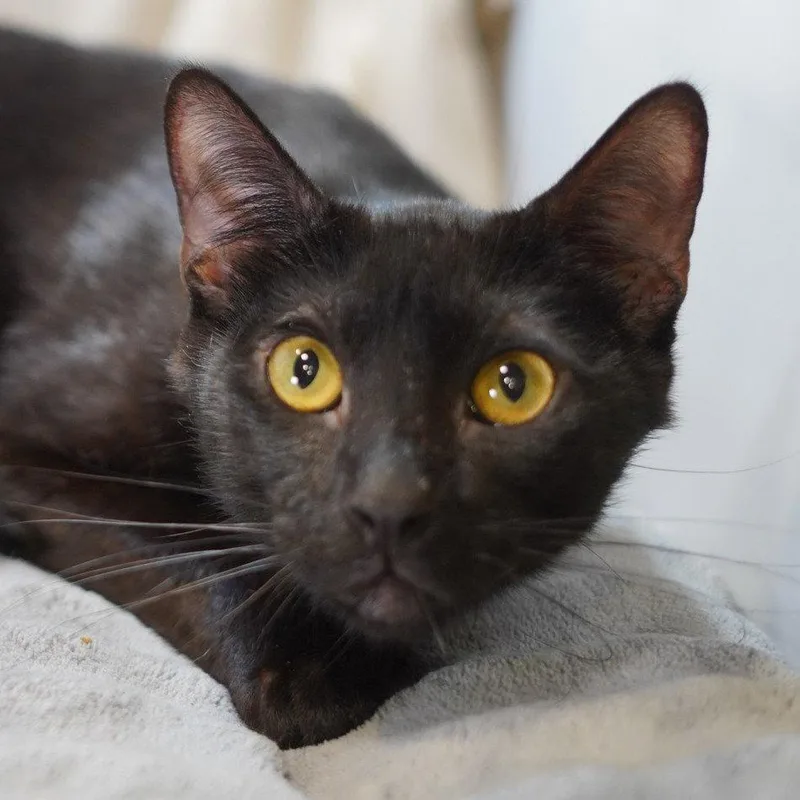 An adult medium-sized male Black Domestic Short Hair cat named Raf for adoption in Garland, TX