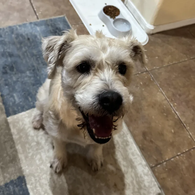 An adult medium-sized male White / Cream Standard Schnauzer dog named Bolt for adoption in Phoenix, AZ