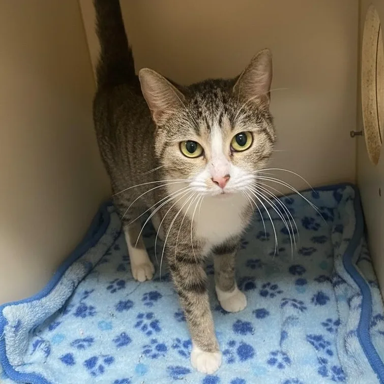 A young small-sized female Tabby (Brown / Chocolate) Domestic Short Hair cat named Socks for adoption in Elyria, OH