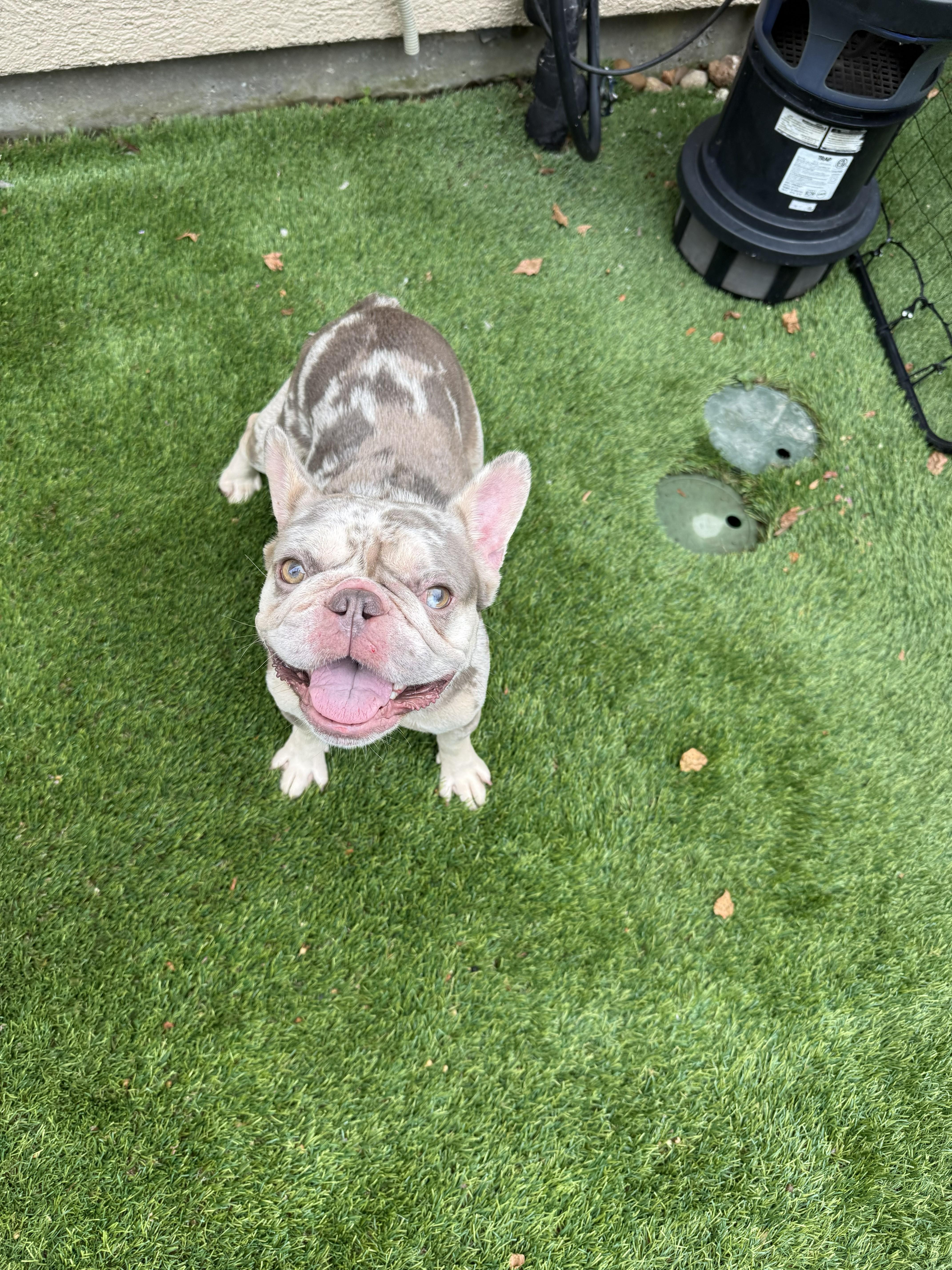 A young medium-sized female French Bulldog dog named Sarah for adoption in De Pere, WI