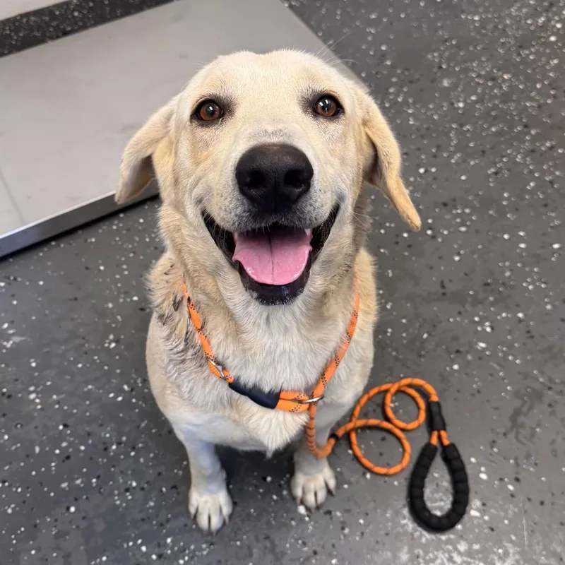 A young large-sized female Yellow / Tan / Blond / Fawn Mixed Breed dog named Tara for adoption in Columbiana, AL