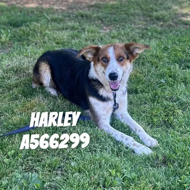 An adult medium-sized female Australian Shepherd dog named Harley for adoption in Huntsville, AL