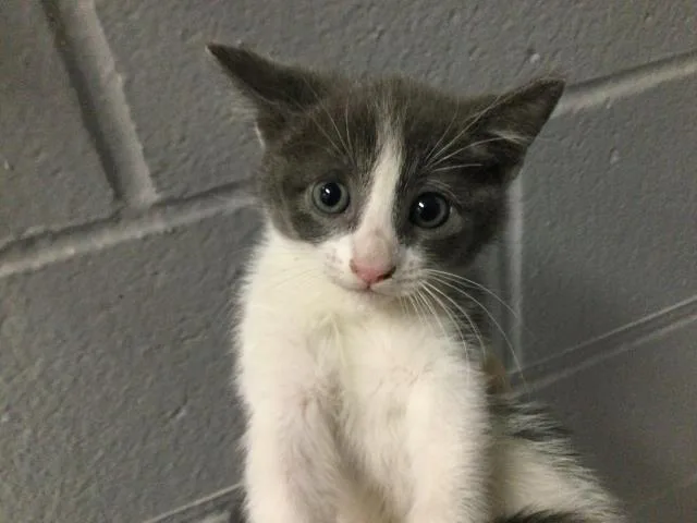 A baby small-sized female Domestic Short Hair cat named Nova for adoption in Thousand Palms, CA