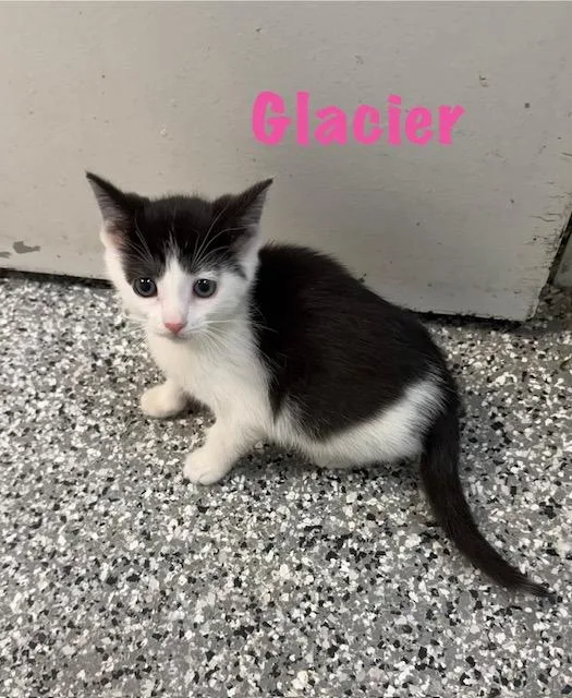 A baby large-sized female Domestic Short Hair cat named Glacier for adoption in Bryan, OH